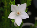 サザンクロス（白花）の花