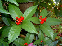 �Z�������E�̎�