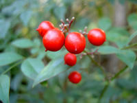 �i���e���̎�