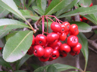 �s���J���T�̎�