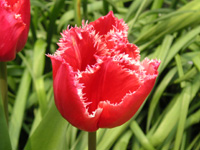 チューリップの花（写真）