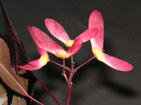 �J�G�f�̎�