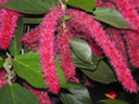 ベニヒモノキ〔紅紐の木〕の花（写真）