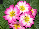 写真「プリムラ・・ジュリアンの花」