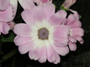 写真「サイネリアの花」