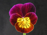 �r�I���̉�