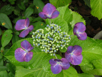 �K�N�A�W�T�C�̉�