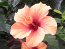 写真「ハイビスカスの花」