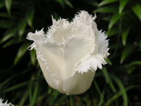チューリップの花（写真）