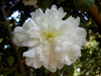 サザンカ〔山茶花〕の花（写真）