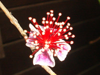 写真「フェイジョアの花」