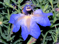 バイオレット・レナの花（写真）