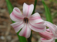 ヒヤシンスの花（写真）