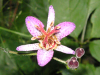 ホトトギスの花（写真）