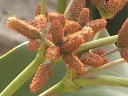 ウェルウィッチア〔Welwitschia〕の花（写真）
