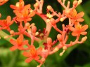 サンゴアブラギリ〔珊瑚油桐〕の花（写真）