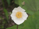 シラユキゲシ〔白雪芥子〕の花（写真）