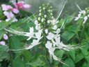 ネコノヒゲの花（写真　）