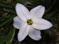ハナニラの花（写真）
