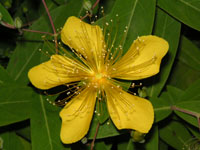 ビヨウヤナギの花（写真）
