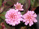 ヒメツルソバの花（写真）