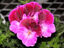 写真「ペラゴニュームの花」
