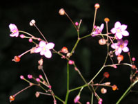 ハゼランの花（写真）