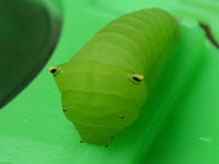アオスジアゲハの幼虫（写真）