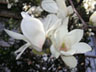 写真「ハクモクレン〔白木蓮〕の花」
