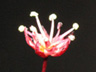 写真「カエデ〔楓〕の花」