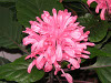 サンゴバナ〔珊瑚花〕の花（写真）