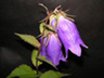 写真「ホタルブクロ〔蛍袋〕の花」