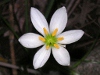 タマスダレの花（写真）
