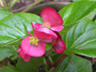 写真「ベゴニア〔Begonia〕の花」