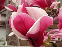 �V���N�����k���ؘ@�l�̉ԁi�ʐ^�j