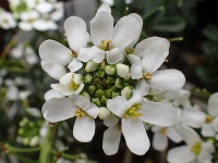 写真「イベリスの花」
