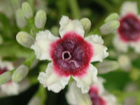 �ʐ^�u�w�N�\�J�Y���̉ԁv