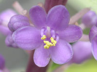 ���u�����̉�