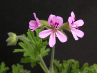 �J�g���\�E�̉�