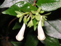 写真「アベリア〔Abelia〕の蕾」