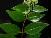 写真「アベリア〔Abelia〕の葉」