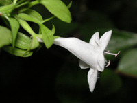 写真「アベリア〔Abelia〕の花」