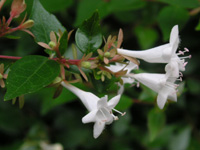 写真「アベリア〔Abelia〕の花」