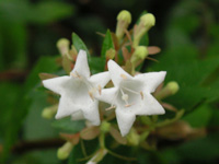 写真「アベリア〔Abelia〕の花」