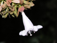 写真「アベリア〔Abelia〕の花」