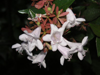 写真「アベリア〔Abelia〕の花」