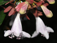 写真「アベリア〔Abelia〕の花」