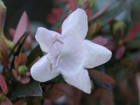 写真「アベリア〔Abelia〕の花」