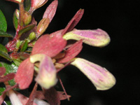 写真「アベリア〔Abelia〕の花」