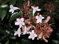 写真「アベリア〔Abelia〕の花」